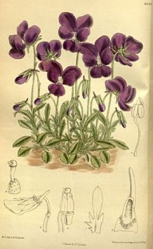 Viola_gracilis